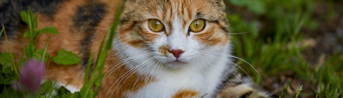 Katzen vertreiben - der wirksame Katzenschreck - so geht's