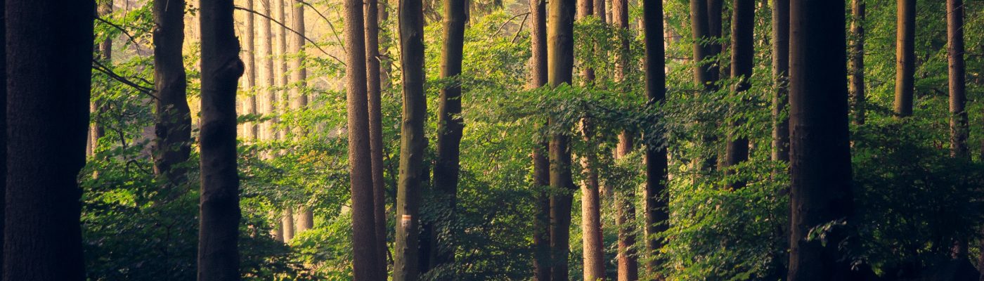 lukasz-szmigiel-jFCViYFYcus-unsplash