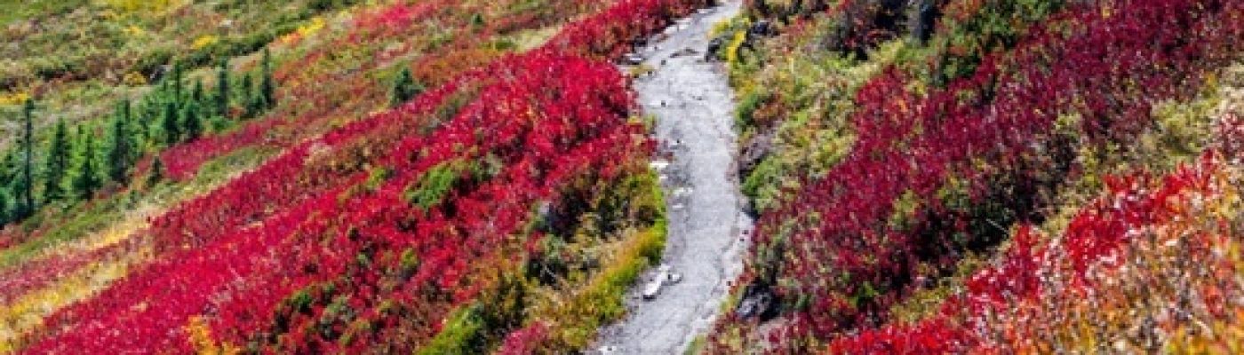 Sommer: Paarungszeit der Marder