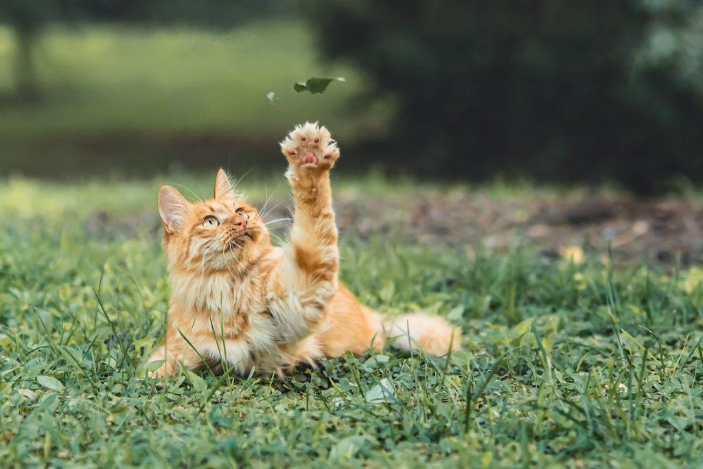 Katzen vertreiben aus dem Garten