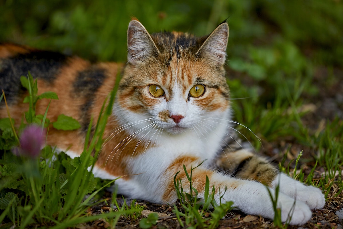 Katzen vertreiben mit Katzenschreck und Co.