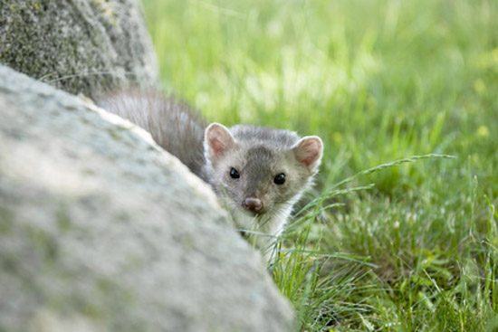 ✓MARDER FALLE ( wie fängt man einen Marder ) Ratten , Katzen , Kaninchen  und Bisam tauglich ! 