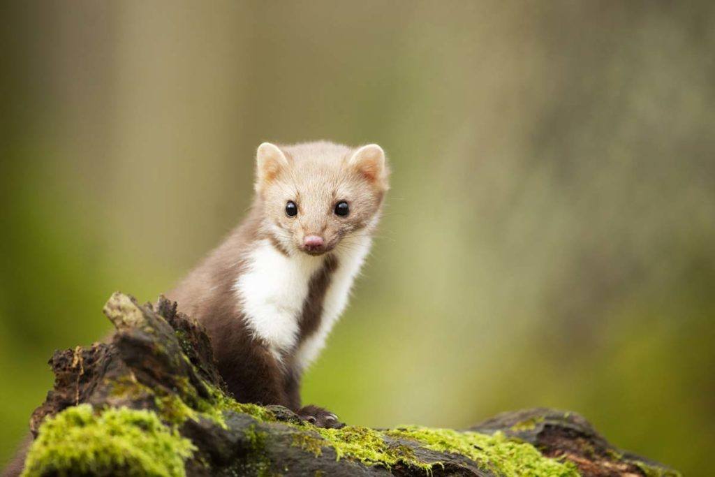 Marder mit Ultraschall verjagen