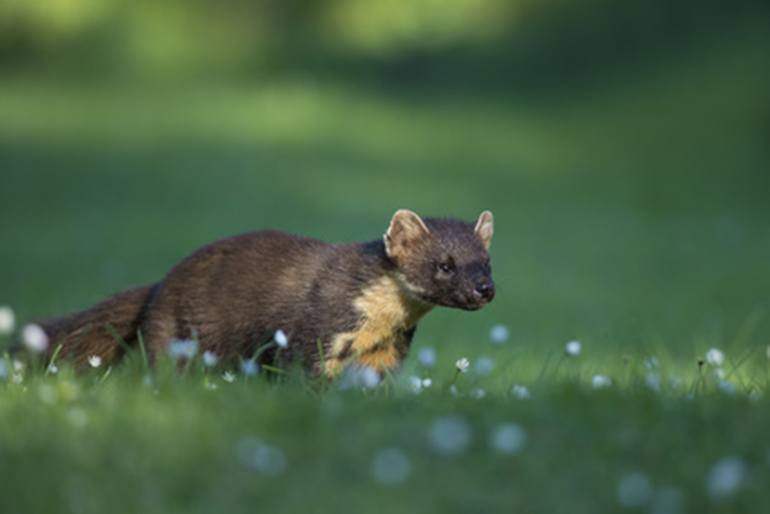 Kacke waschbär Willst du