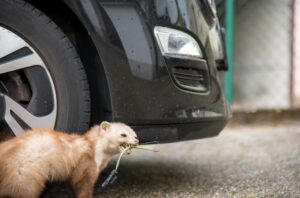 Marderschreck fürs Auto: Was hilft wirklich?