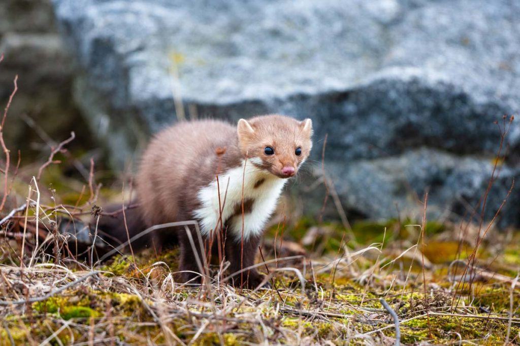 Marderschutzmaßnahmen Ratgeber – Wissenswertes und Anleitung zum